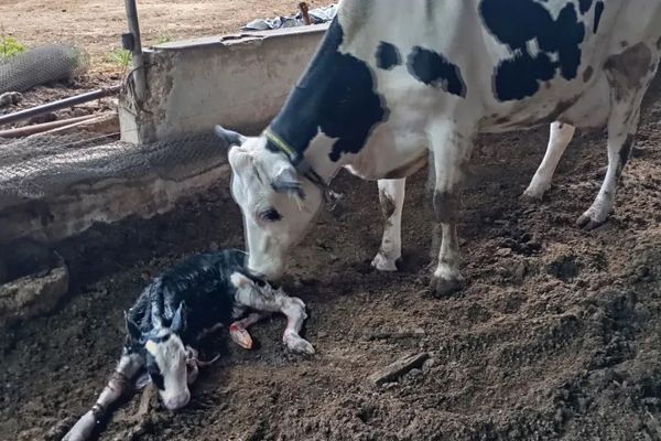Bovinos em manejo de engorda