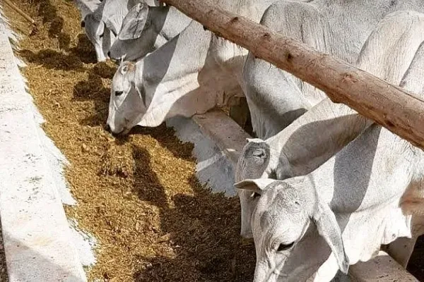 Vídeo do manejo diário