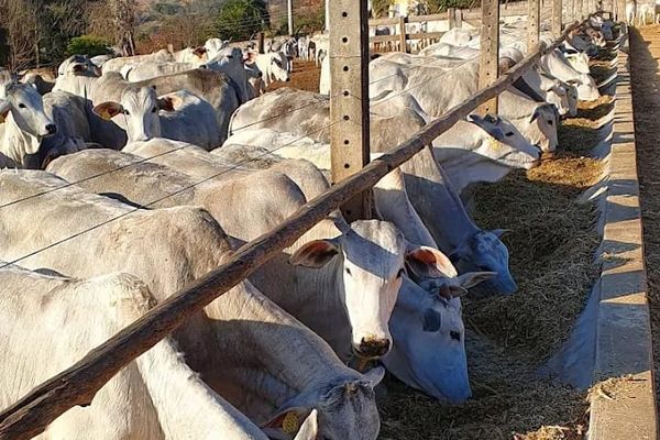 Vídeo de nutrição bovina