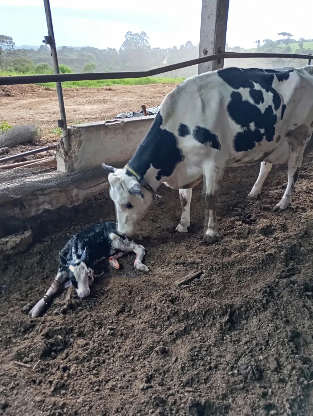 Bovinos em manejo de engorda