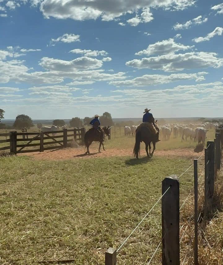 Rebanho em cuidados diários